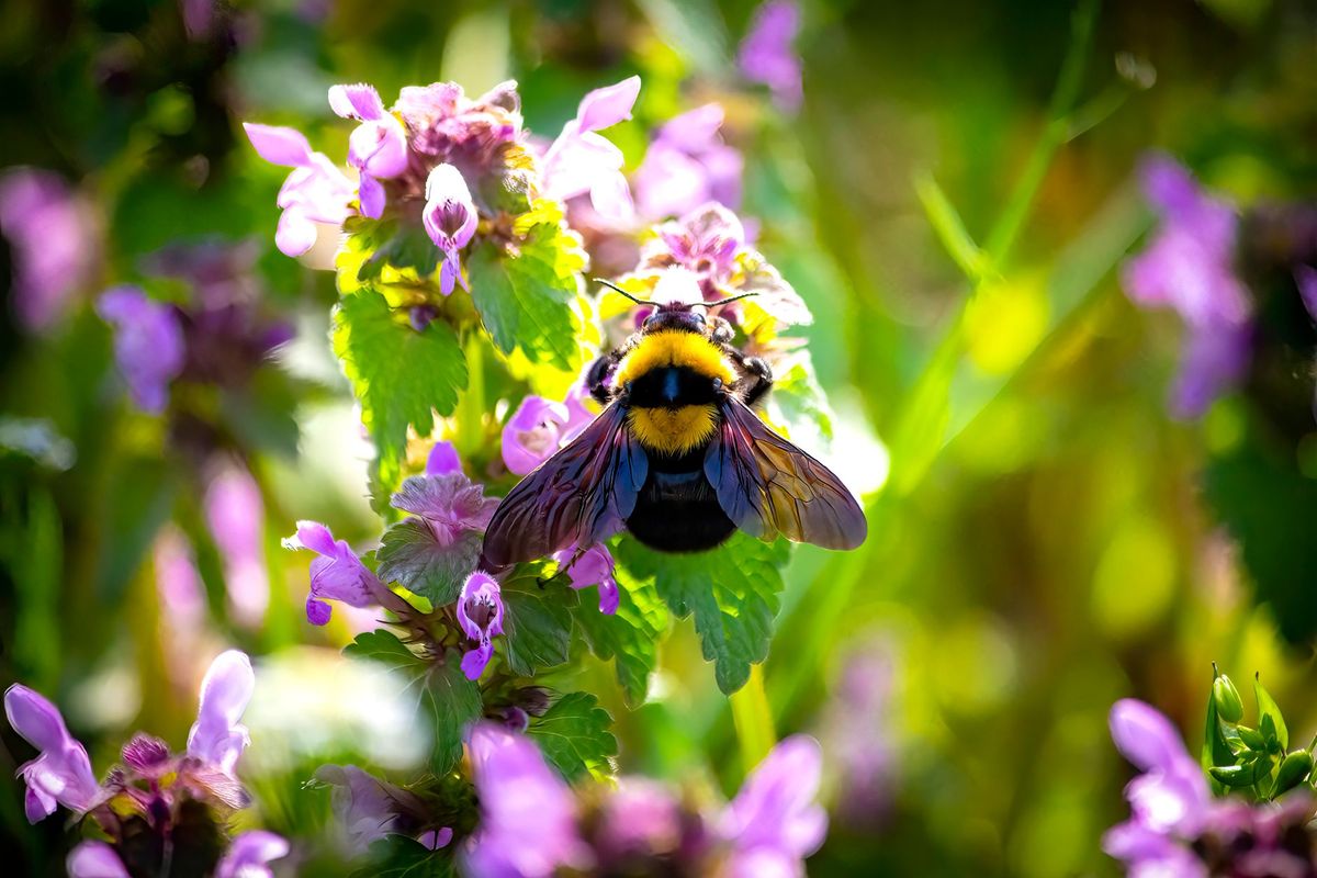 Beginner's guide to British bumblebees: identify the seven common garden species