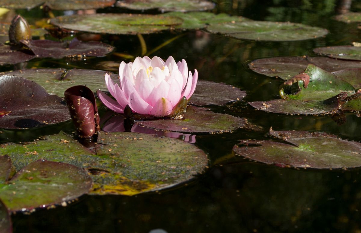 How to build a small wildlife pond for foxes, bees and amphibians