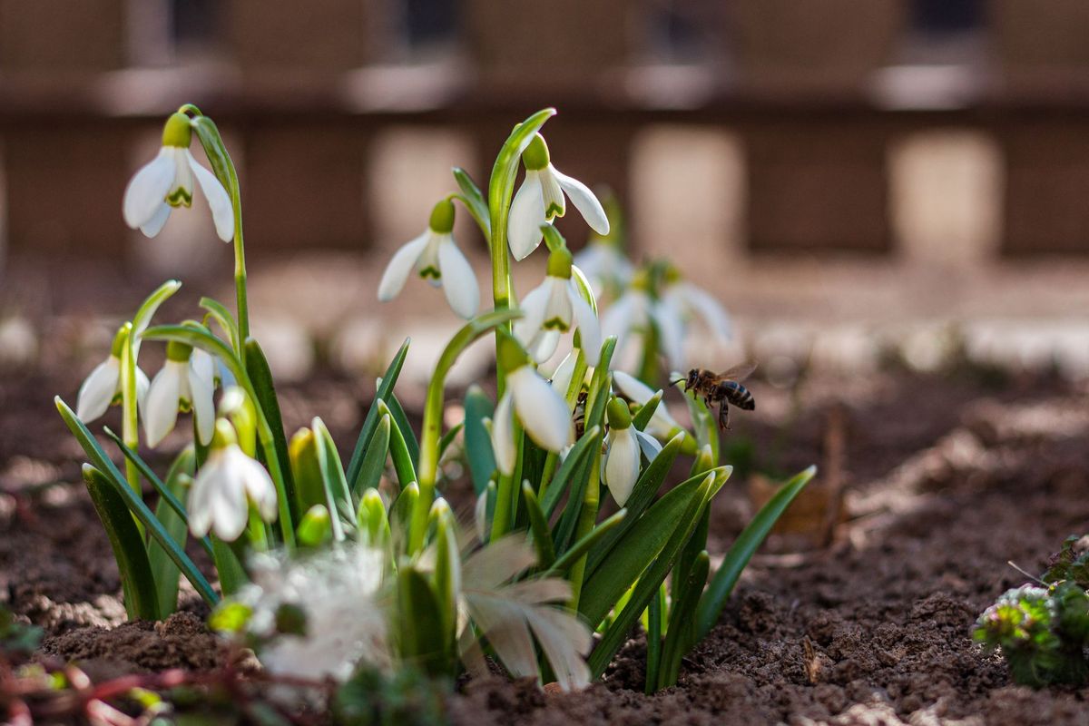How to plant a bee-friendly window box on a UK balcony or sill