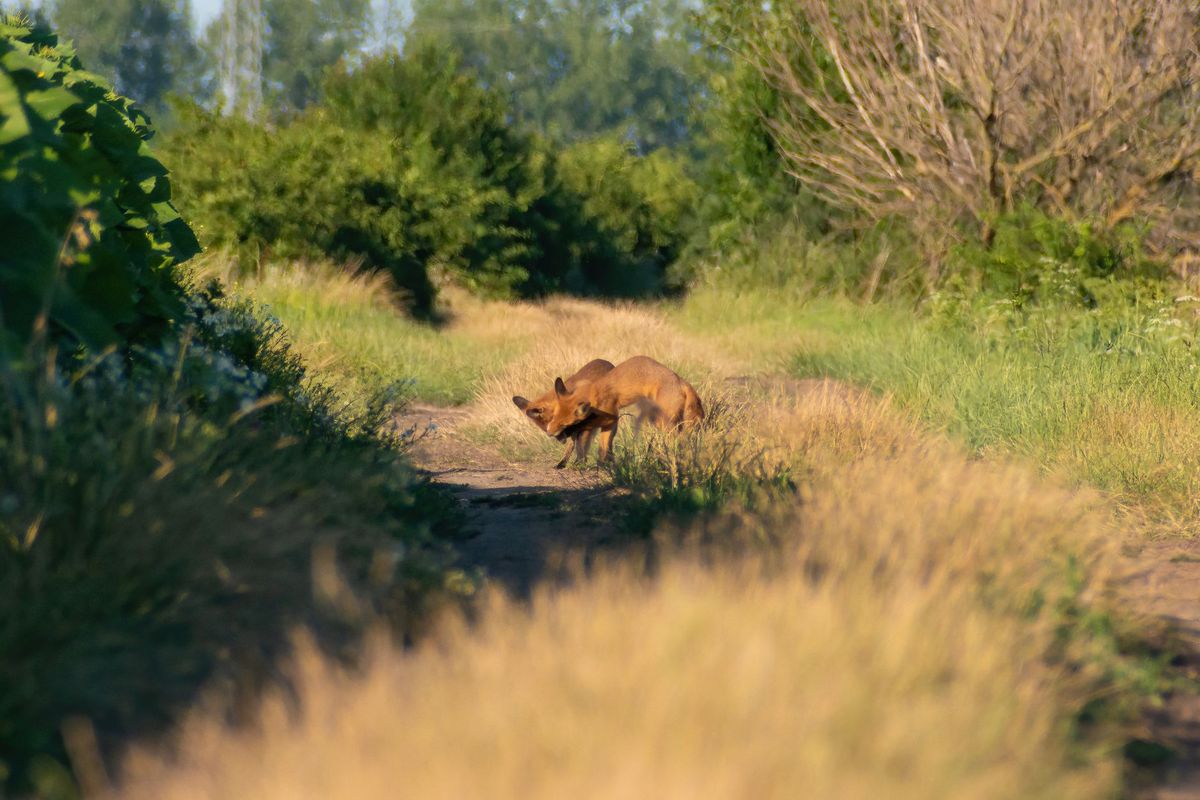 Rural foxes versus urban foxes: how diet, territory and timidity differ