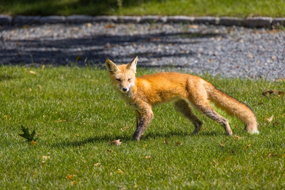 Urban fox behaviour explained: why UK foxes den under sheds and how to respond